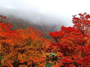 紅葉が里に向かって降りてきていますよ。